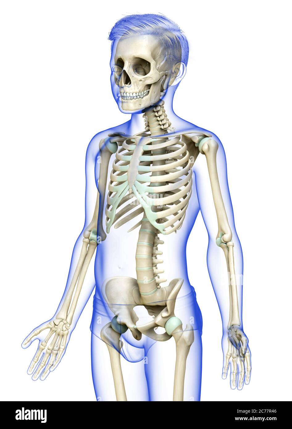 3d rendered, medically accurate illustration of a young boy skeleton ...