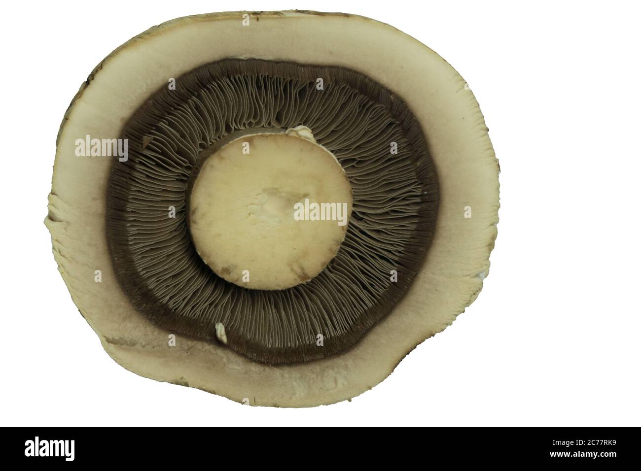 one fresh brown mushroom mushroom isolated on white background, elevated top view Stock Photo