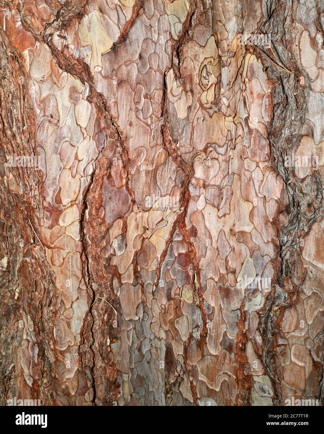 Bark on the crimean pine (pinus nigra) tree at the university of Cambridge botanic garden. Stock Photo