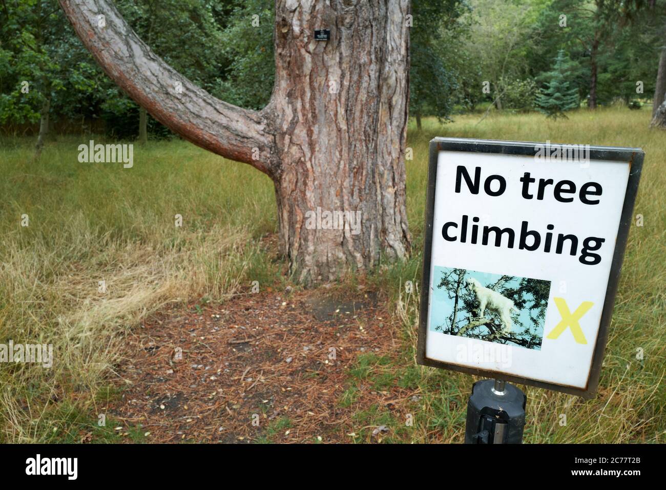 'No tree climbing' notice next to the crimean pine (pinus nigra) tree at the university of Cambridge botanic garden. Stock Photo