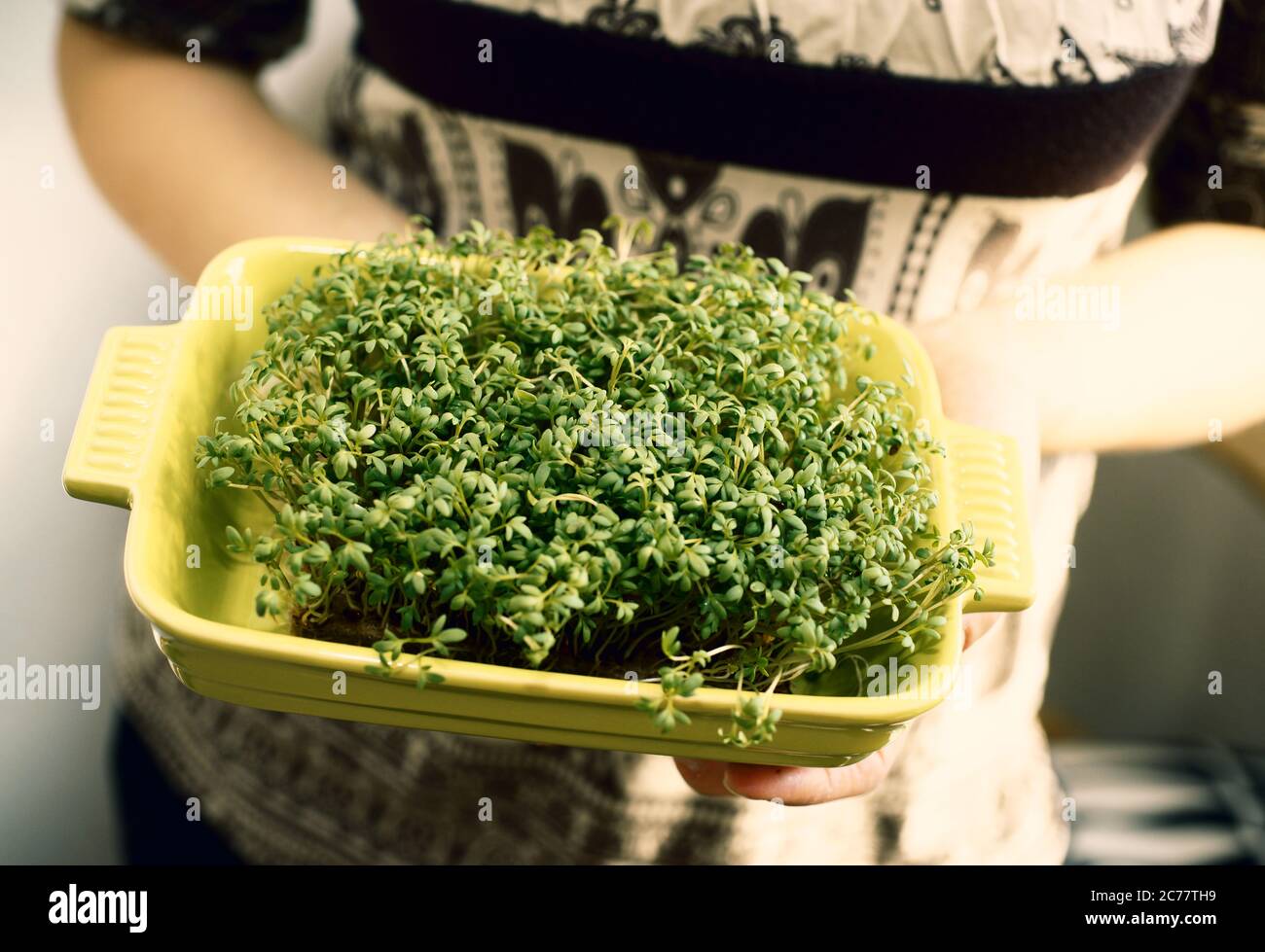 Young woman holding up a pot with fresh water cress self planted Stock Photo