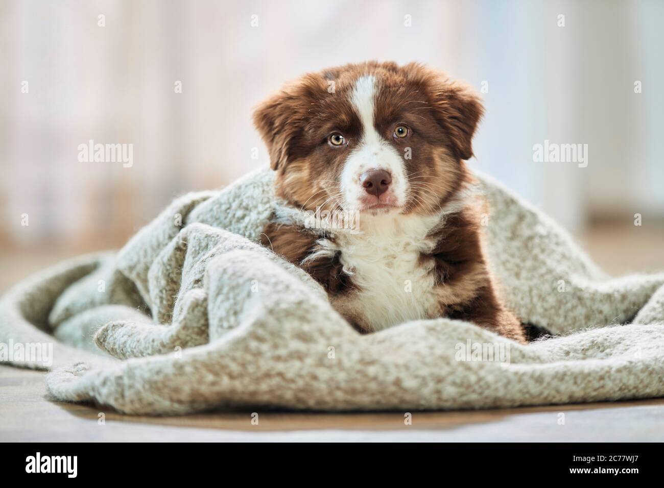 Australian Shepherd. Puppy lying on a blanket. Germany Stock Photo Alamy