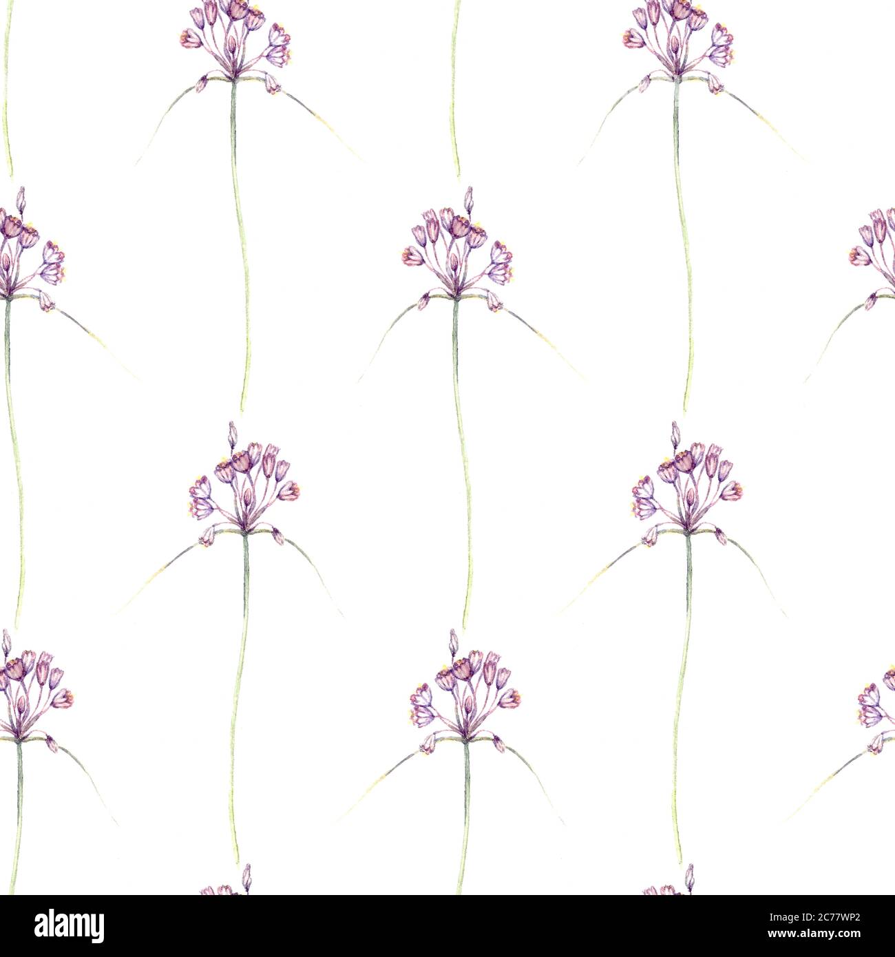 Pink small prairie wild onion flower, hand painted watercolor illustration, seamless pattern design on white background Stock Photo