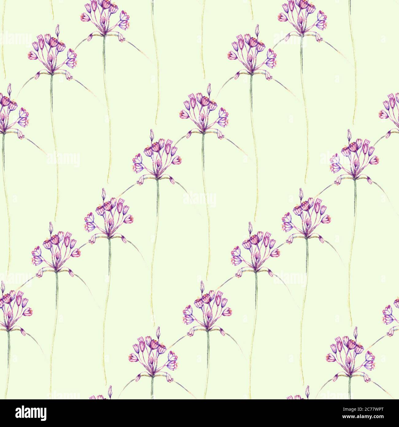 Pink small prairie wild onion flower, hand painted watercolor illustration, seamless pattern design on soft yellow background Stock Photo