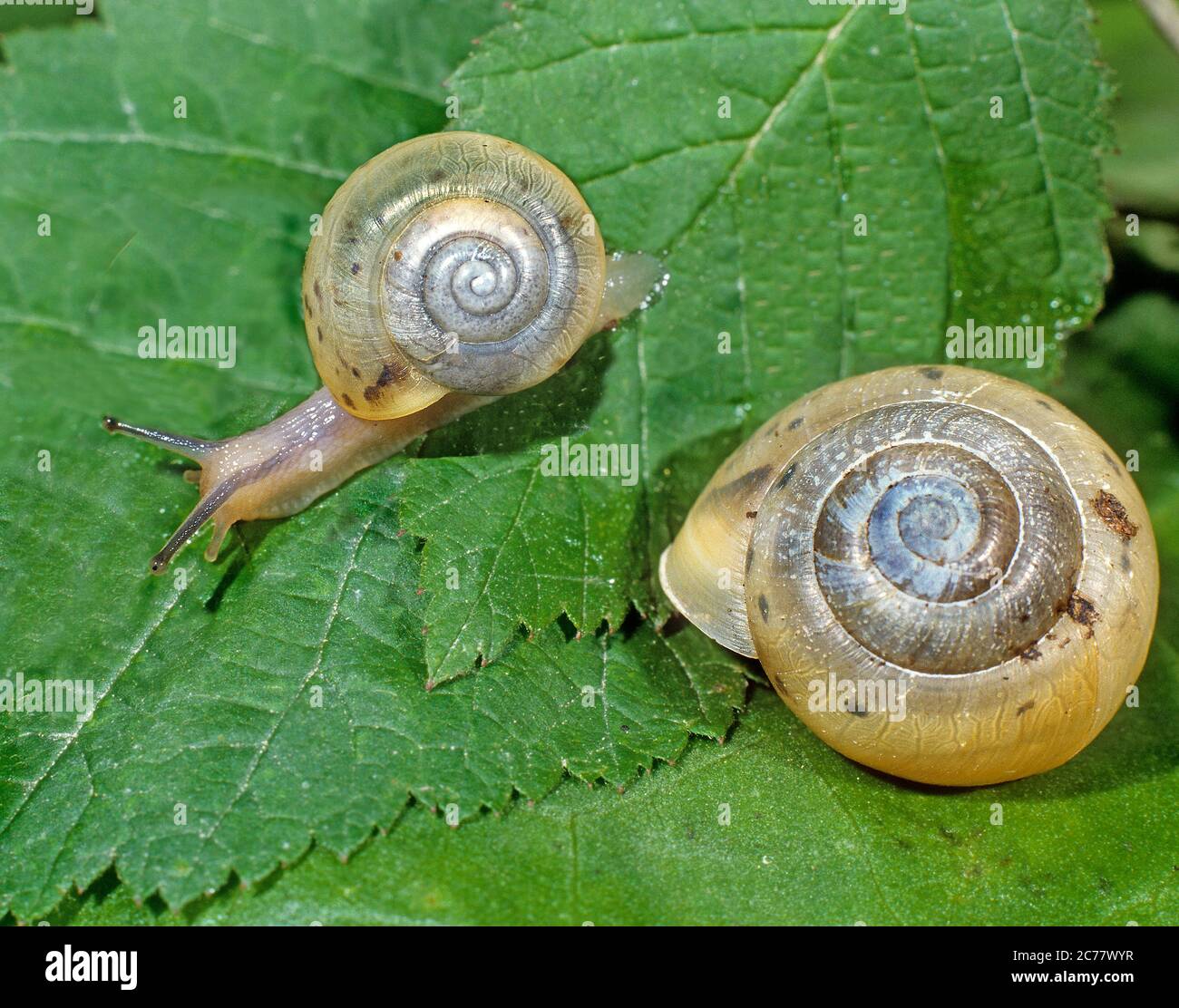 Bush Snail High Resolution Stock Photography and Images - Alamy