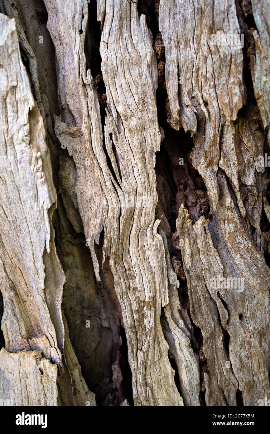 Macro of a bark of olive trees creates an abstract effect of texture Stock Photo