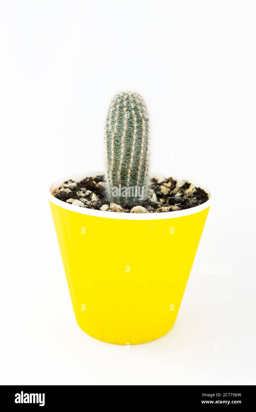 small cactus in a pot on white background Stock Photo