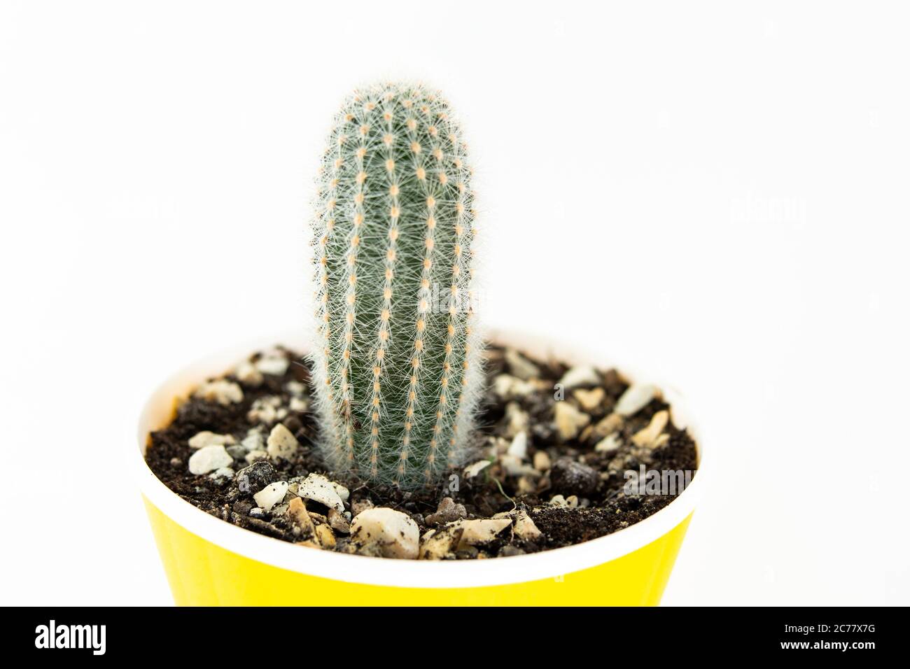 small cactus in a pot on white background Stock Photo - Alamy