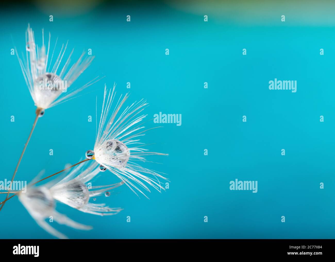 Nature in detail, dandelion flower seed close up with dewdrops on a landscape background with copy space Stock Photo