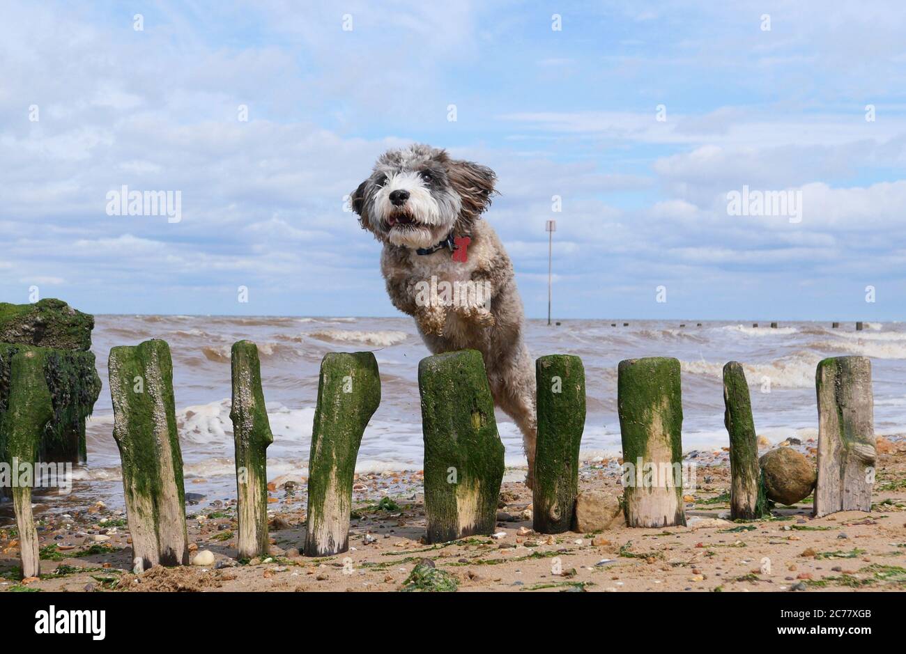 Cockerpoo On Beach High Resolution Stock Photography and Images - Alamy