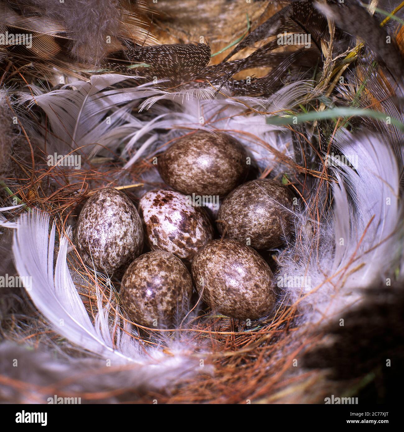 field sparrow eggs