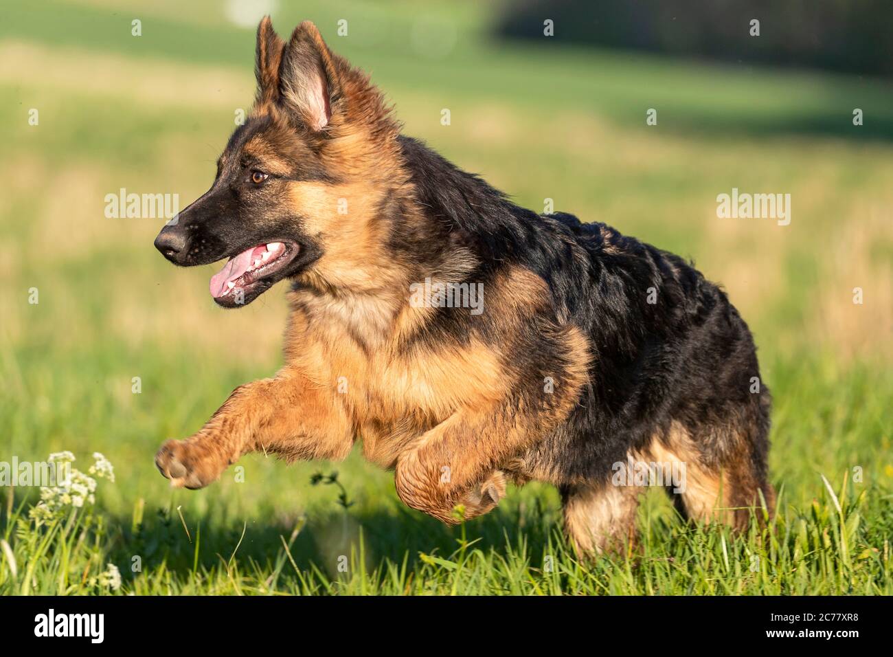 German Shepherd Dog. Juvenile long-haired she-dog (5 month old) running on a meadow. Germany. Stock Photo