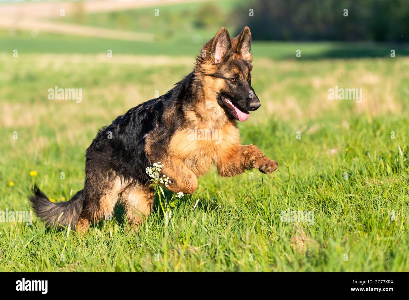 German Shepherd Dog. Juvenile long-haired she-dog (5 month old) running on a meadow. Germany. Stock Photo