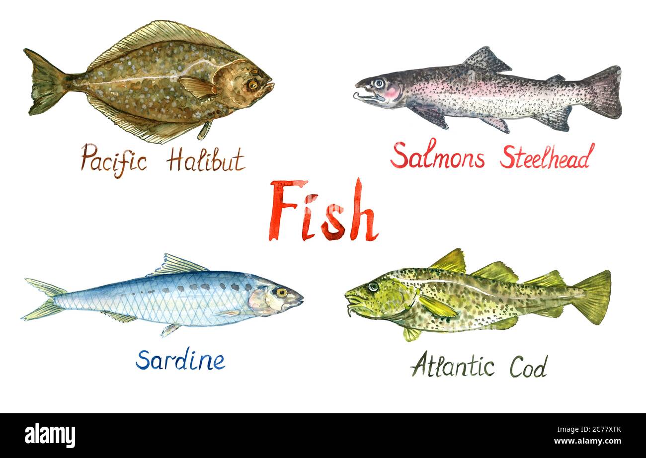 Fish collection, Pacific Halibut (Hippoglossus stenolepis), Salmon steelhead,  Sardine, Atlantic Cod (Gadus morhua, codling), hand painted watercolor  Stock Photo - Alamy