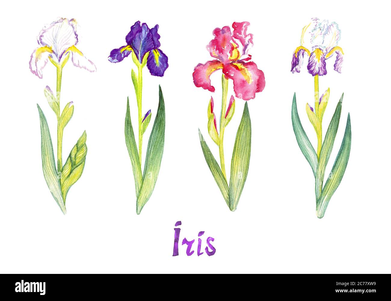 Iris collection, white, purple and pink flowers isolated on white hand