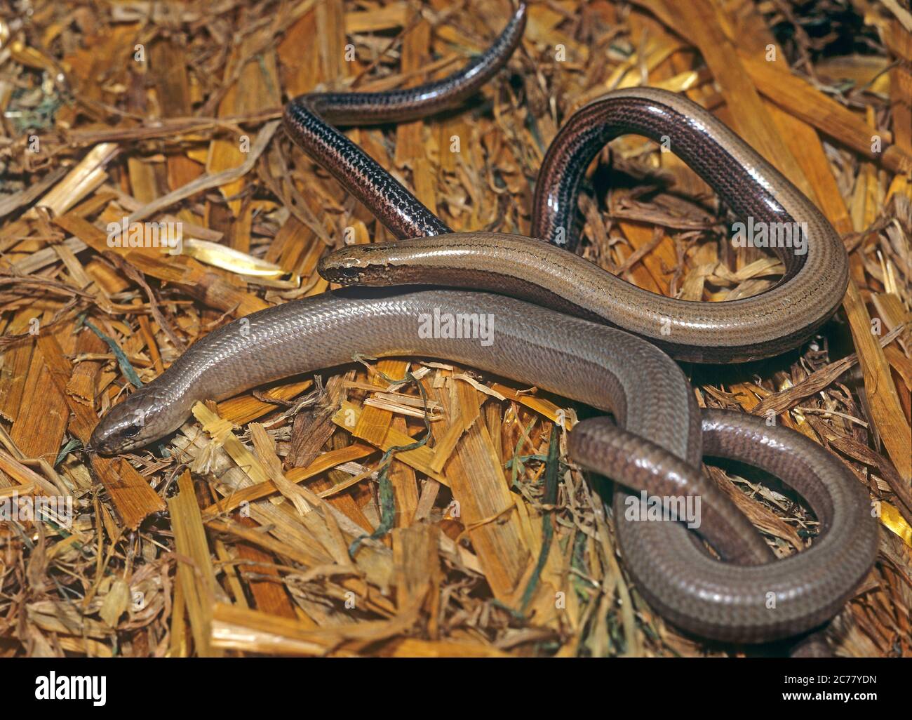 Slow Worm (Anguis fragilis). Couple at mating season in straw. The male is smaller, slimmer and golden colored. Germany Stock Photo