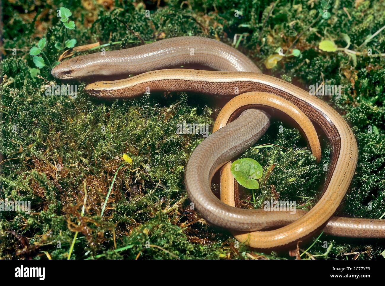 Slow Worm (Anguis fragilis). Couple at mating season. The male is smaller, slimmer and golden colored. Germany Stock Photo