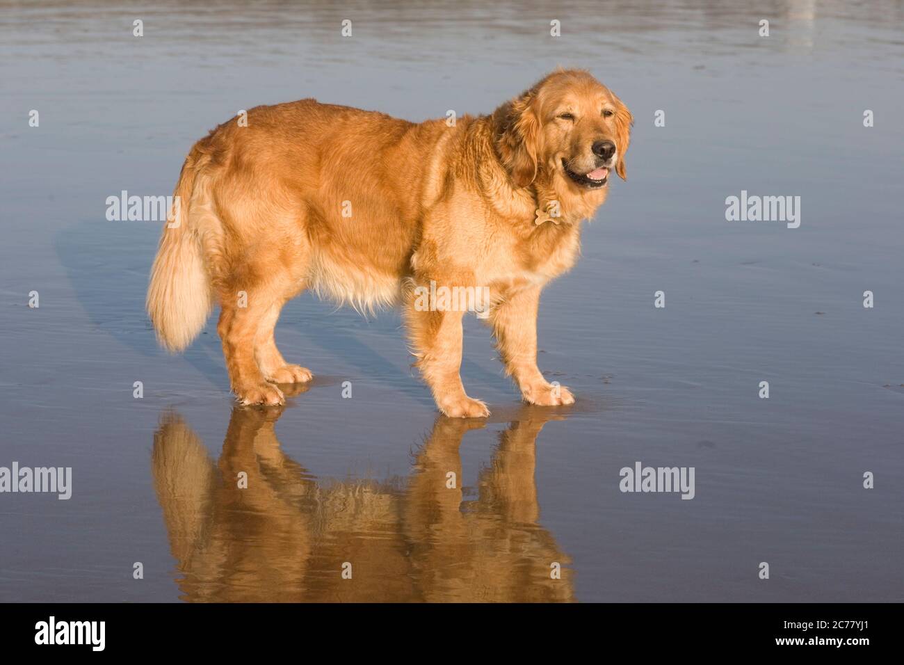 pregnant golden retriever bitch standing with her reflection in damp sand on Newton beach, Porthcawl Stock Photo