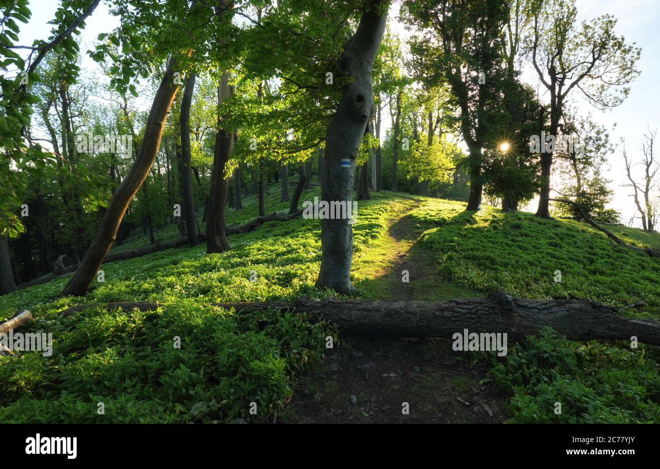 Path through magical forest at sunrise, mysterious old trees, fantasy landscape. Stock Photo