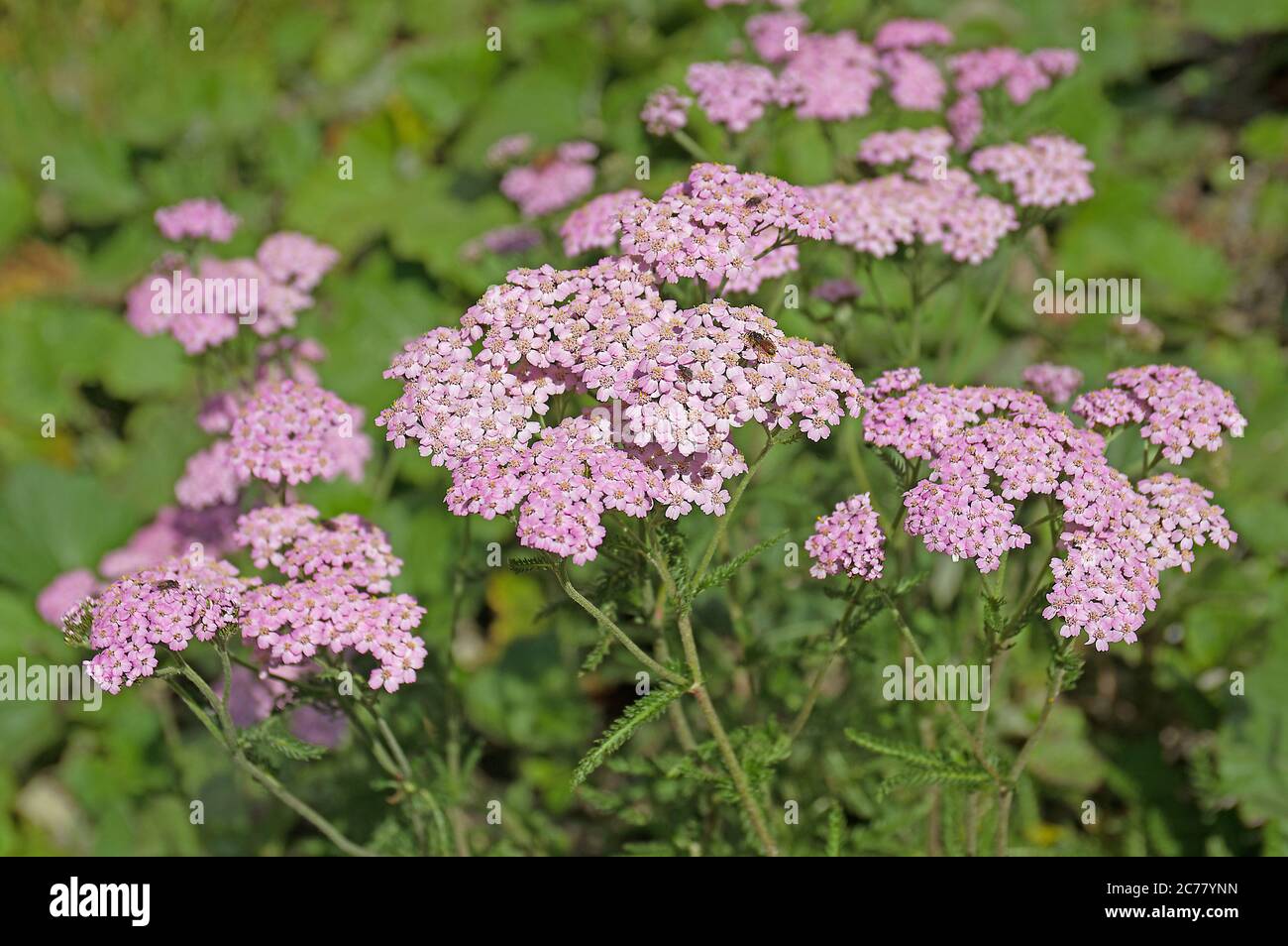 Tansy Yarrow (Achillea distans subsp.tanacetifolia) with pink or reddish flowers. Grossglockner, Alps, 2400 m, September Stock Photo