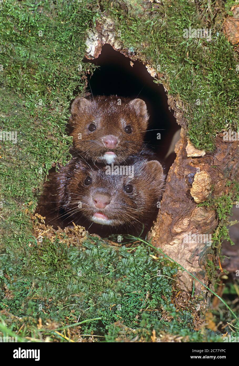 American Mink (Mustela vison). Couple looking out of a hollow in a moss-covered tree trunk. Germany Stock Photo