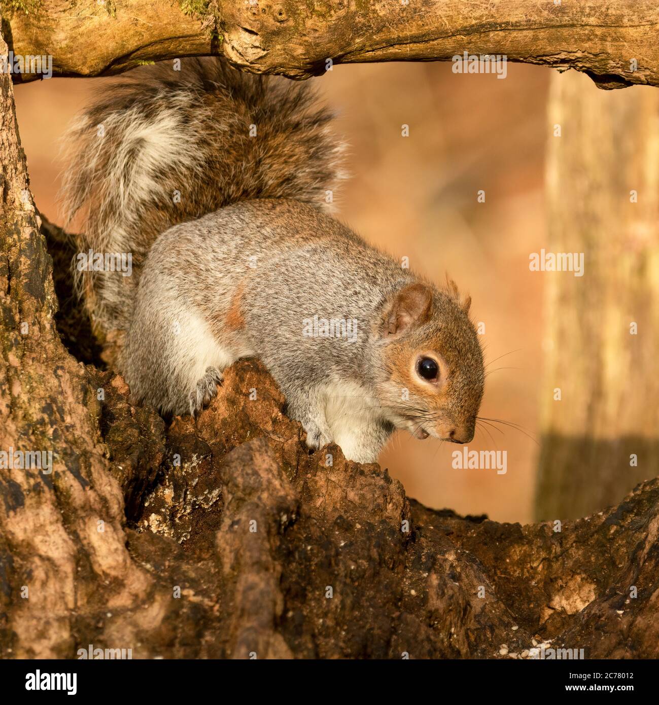 Grey squirrel, Sciurus carolinensis, sitting on tree stump with blurred autumn background Stock Photo