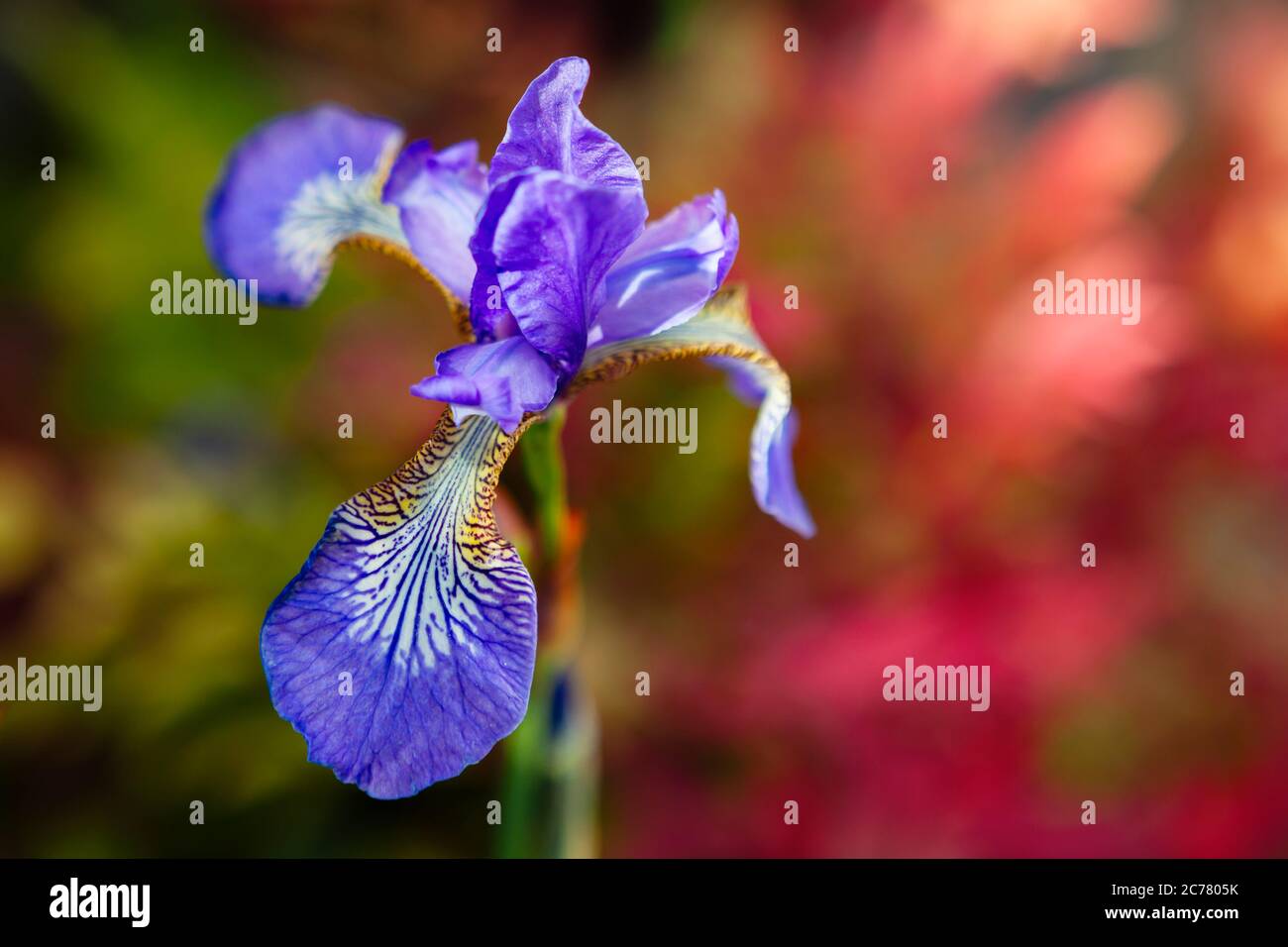 Iris sanguinea in bloom, with a red fiery background. Stock Photo