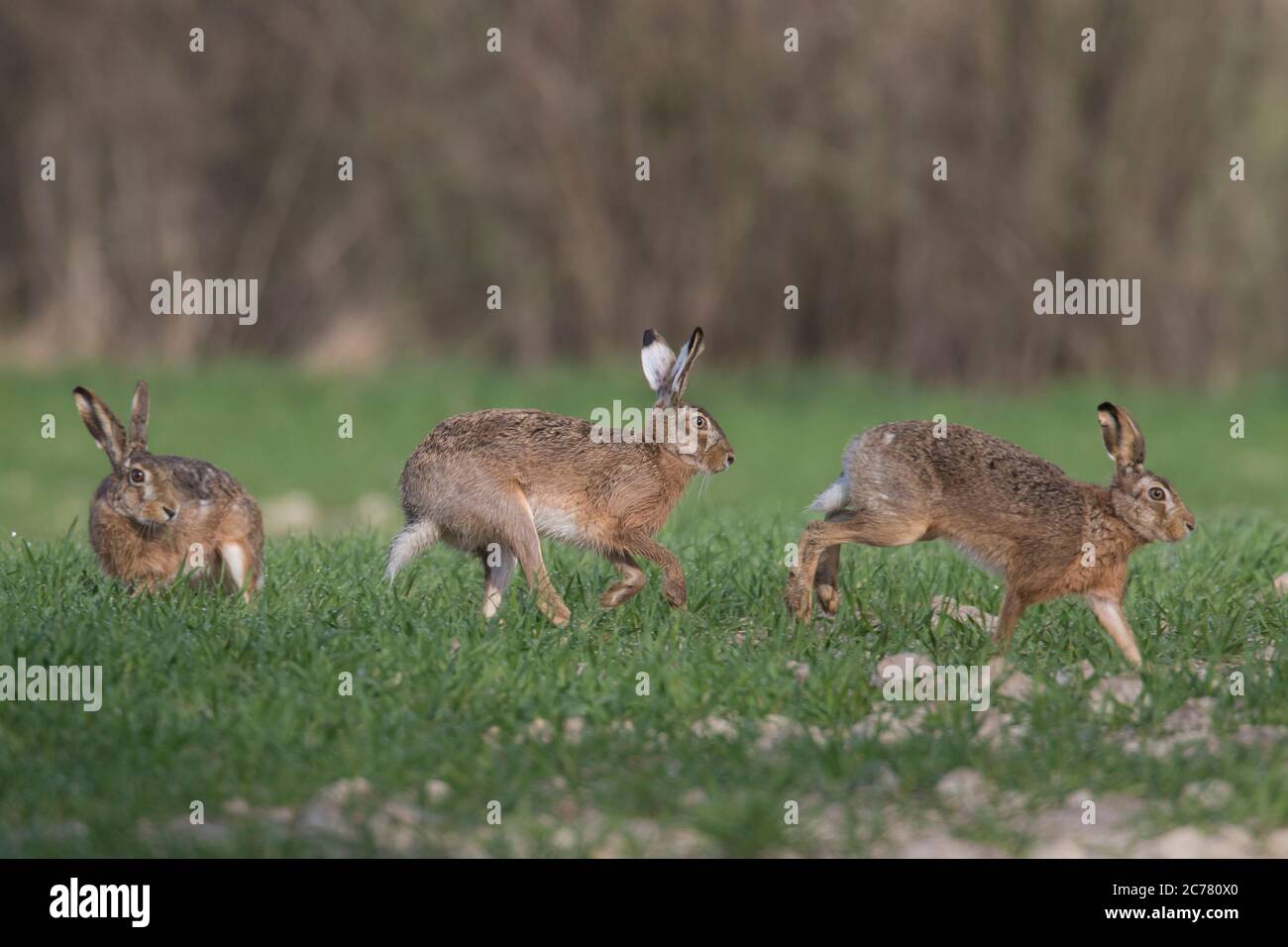 European Hare (Lepus europaeus). Three adults during the breeding season. Germany Stock Photo