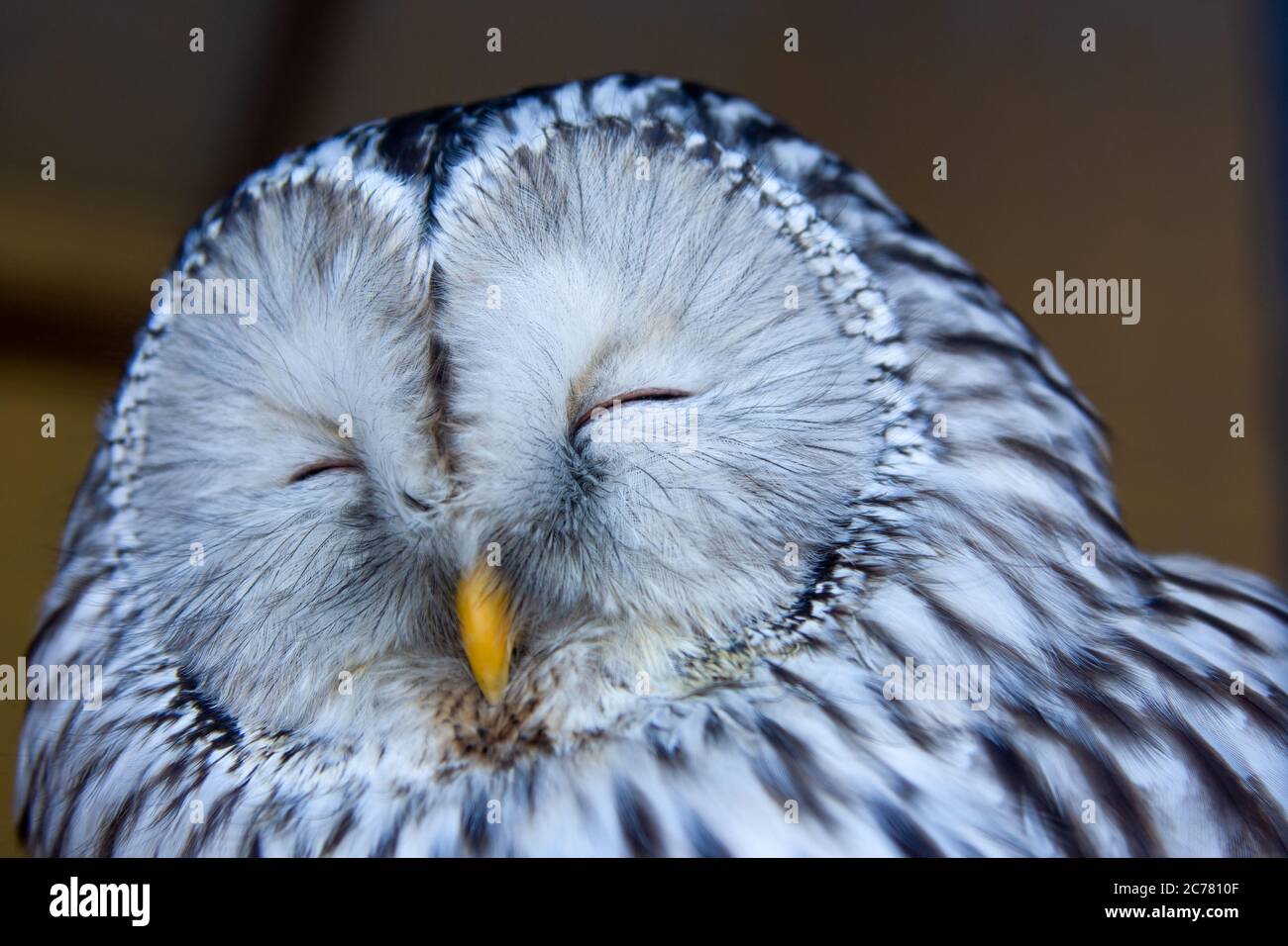 Ural owl (Strix uralensis) eyes shut head shot. Gorgeous color stripy white, grey black Stock Photo