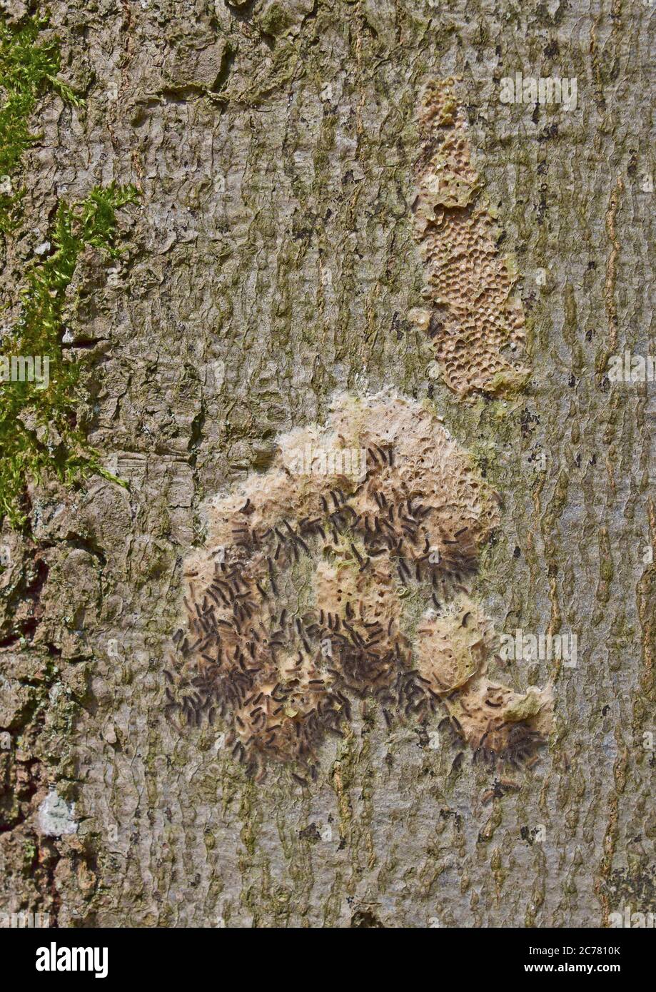 Gypsy Moth (Lymantria dispar). The small black caterpillars hatch from egg packets on the bark of a beech tree in spring at the beginning of the leaf shoot and then climb to the leaf branches. Germany Stock Photo