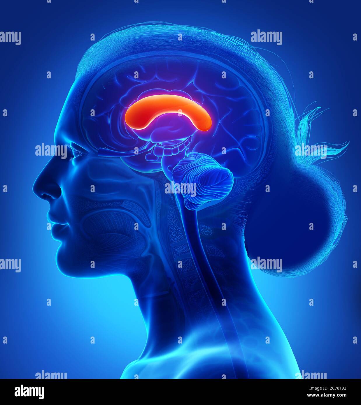 Female Brain Scan And Side Hi-res Stock Photography And Images - Alamy