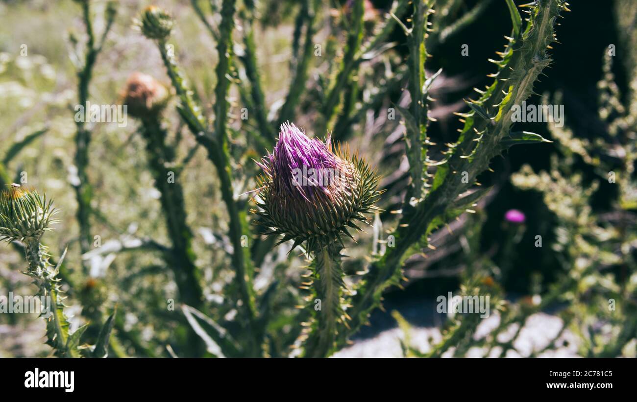 Purple thistle flower (Carduus). Beautiful thistle flower. Honey plant. Stock Photo