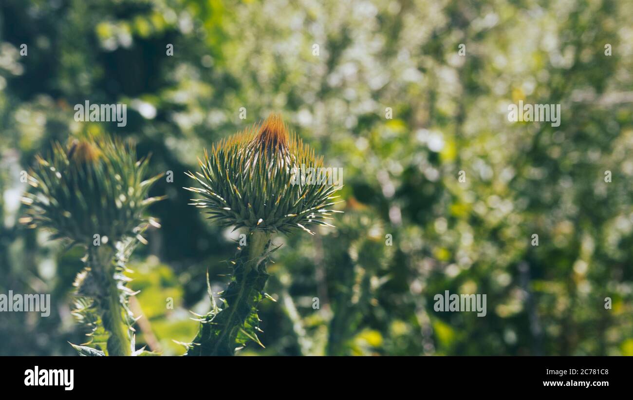 Carduus acanthoides. Green nature background. Copy space. Stock Photo