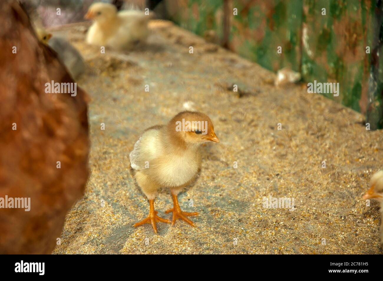 A little yellow chicken in a cage on a farm, soft focus Stock Photo