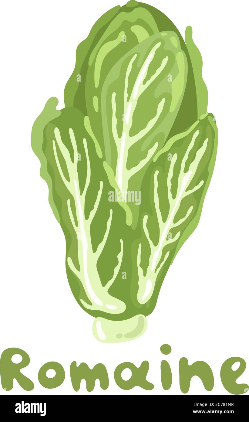 Romaine lettuce colorful vector stock illustration. Seasonal ripe vegetable isolated on white. Great for menu, farm product promotion, healthy food Stock Vector