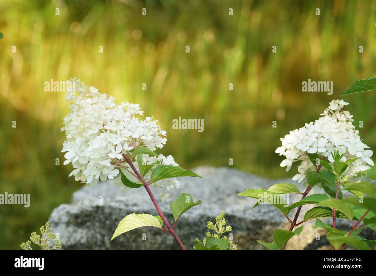 White hydrangea flowers hi-res stock photography and images - Alamy