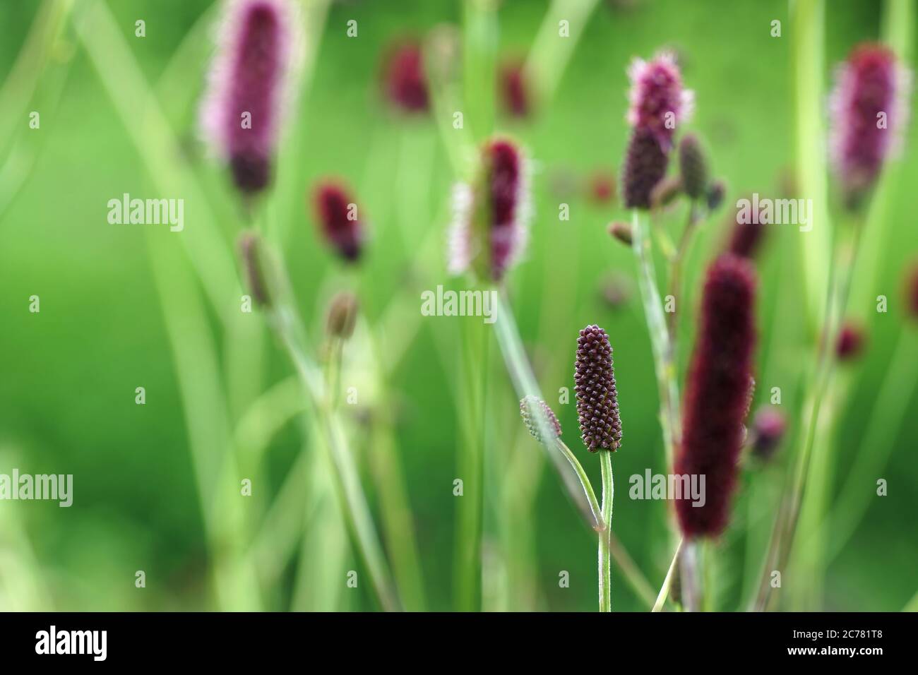 Purple flowers in the garden hi-res stock photography and images - Alamy
