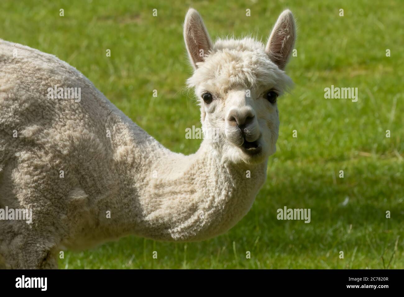 Freshly shaved Alpaca, Vicugna pacos, goofy face llama expression Stock Photo