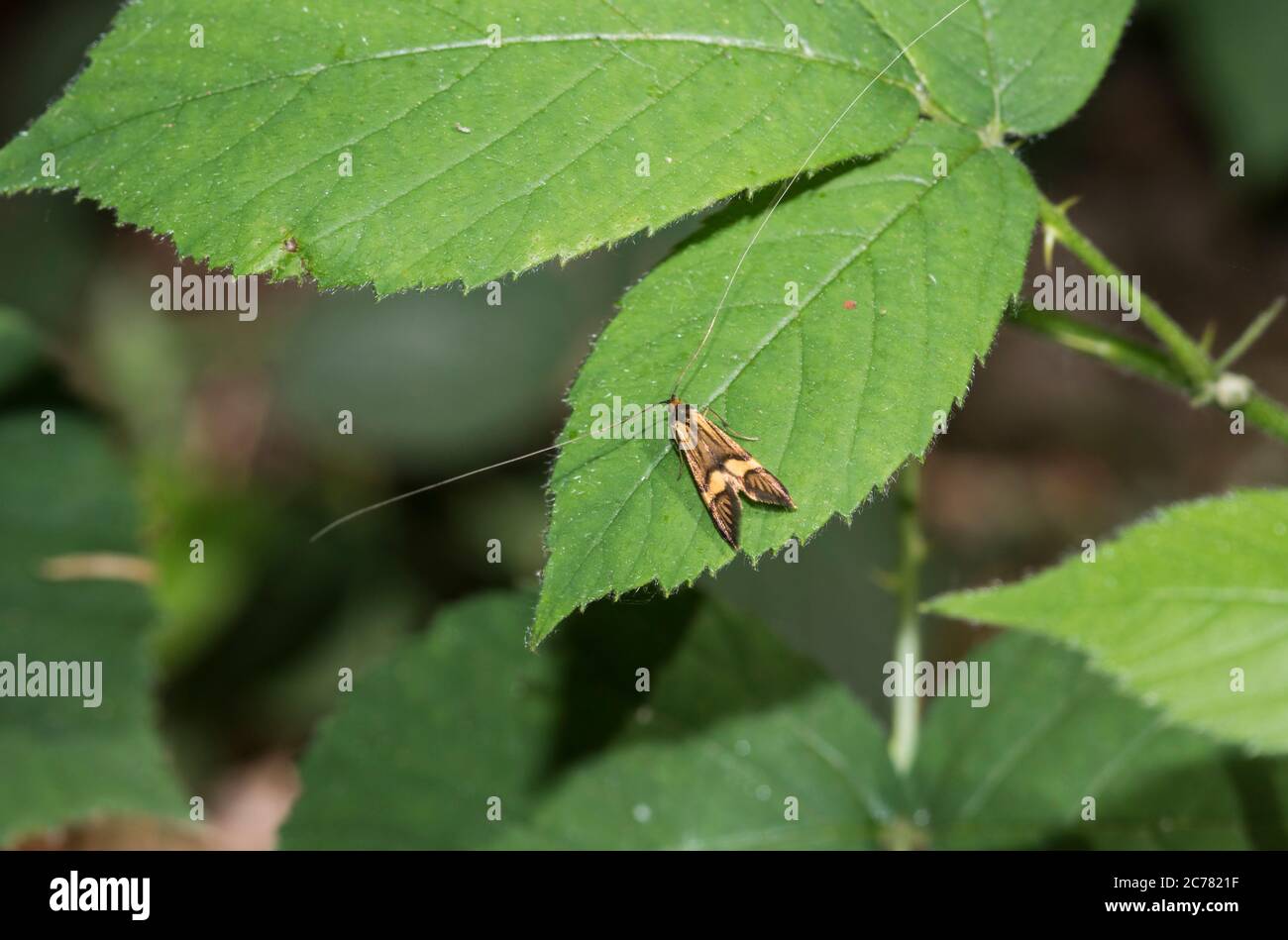 Long-horned moth (Nemophora degeerella) perched on a leaf Stock Photo