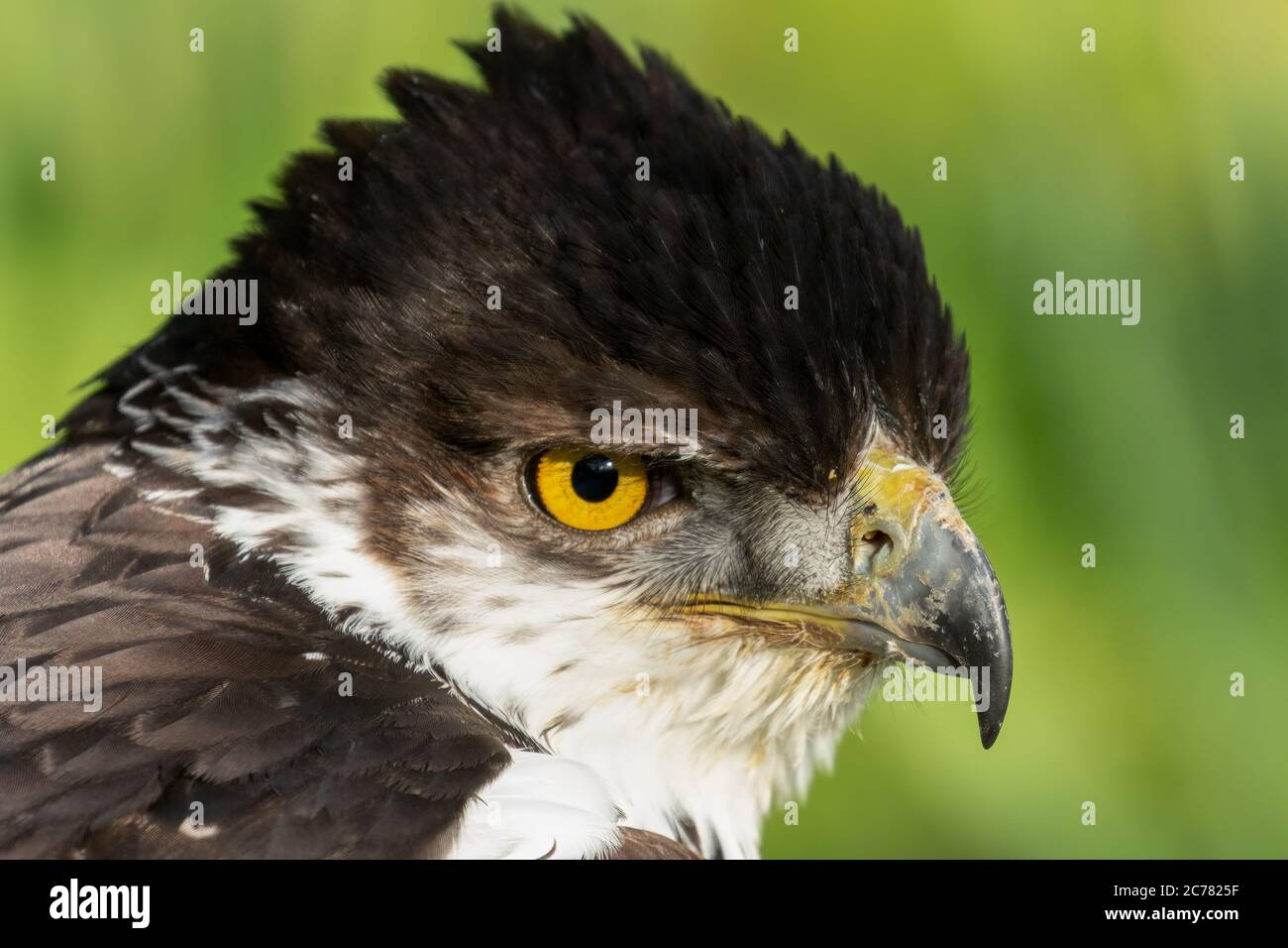 African Hawk-Eagle, Aquila Spilogaster, head shot Stock Photo