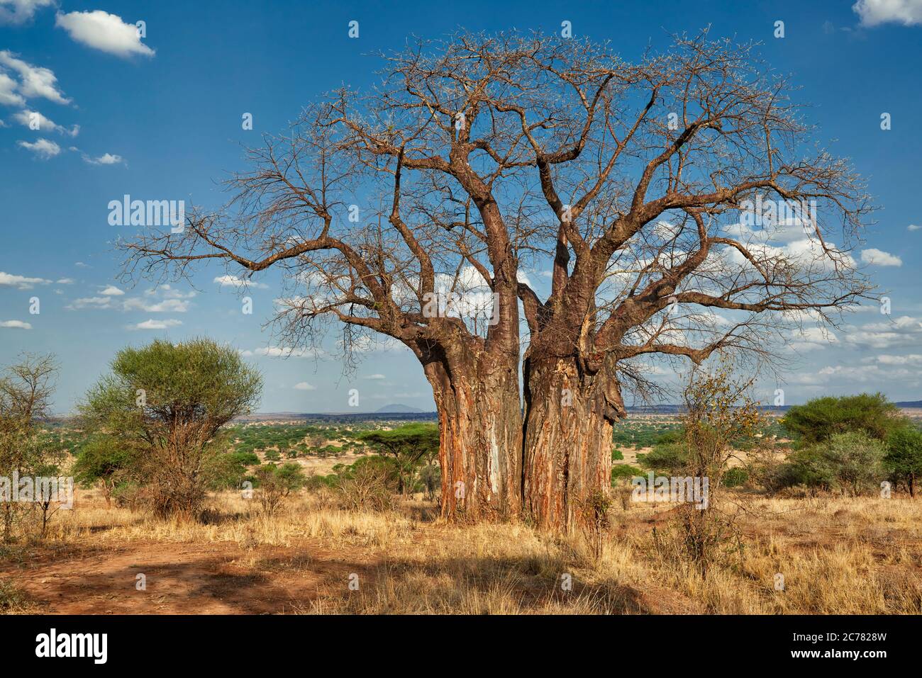 African Baobab (Adansonia digitata) at Tarangire National Park ...