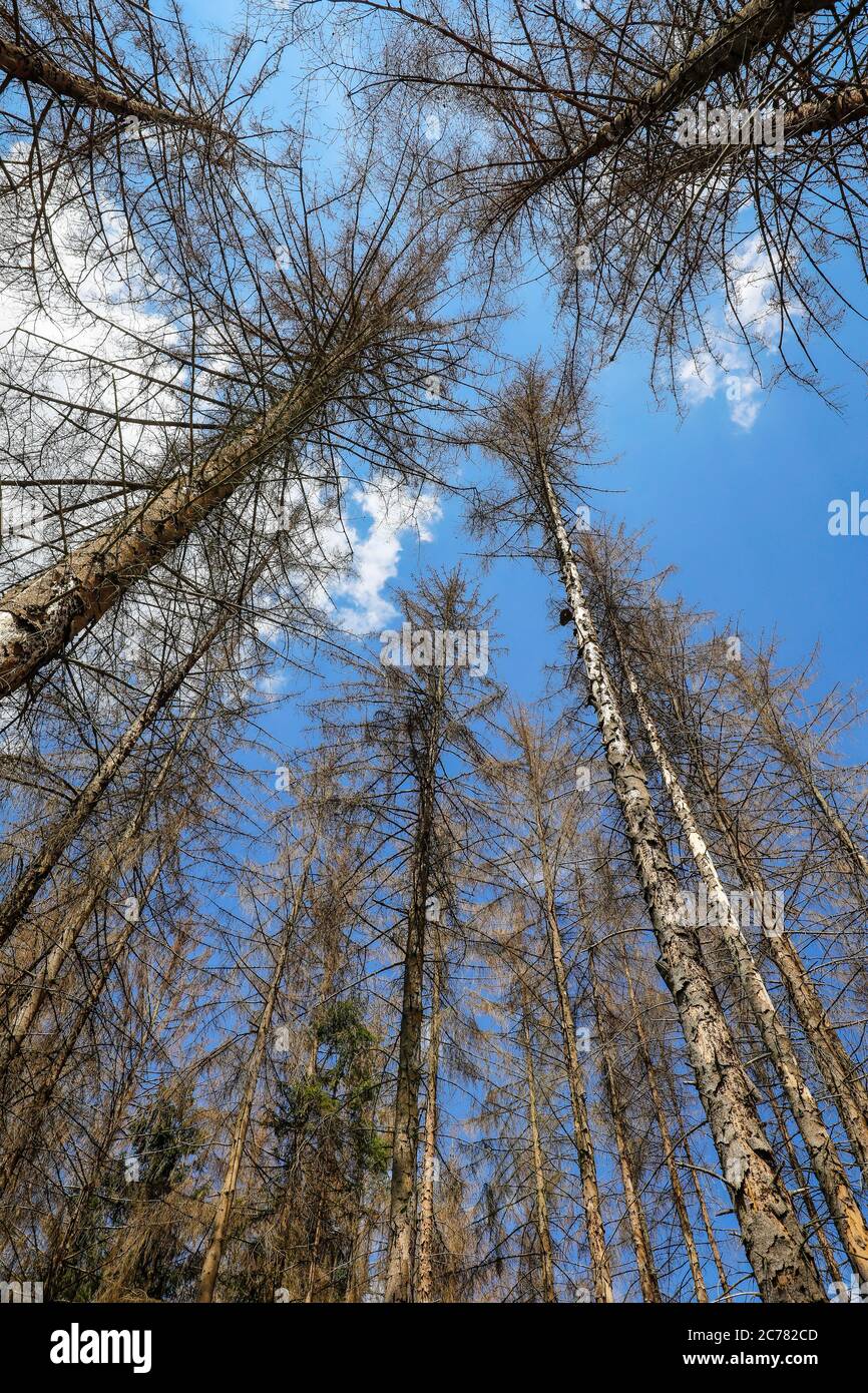 Bonn, North RhineWestphalia, Germany Dying forest in the Kottenforst