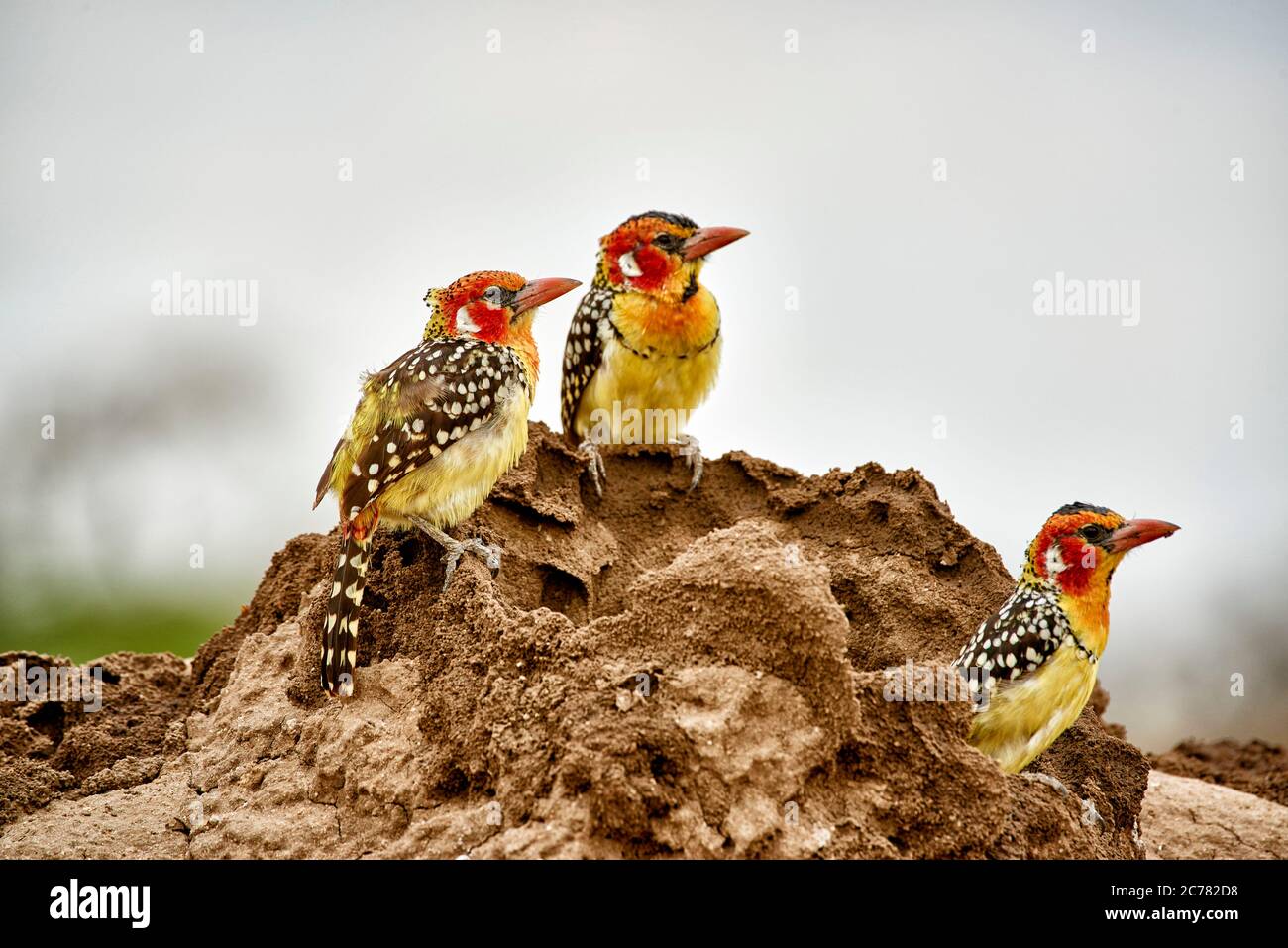 Red-and-yellow barbet (Trachyphonus erythrocephalus). Three individuals standing on an earth mound. Tarangire National Park, Tanzania, Africa Stock Photo