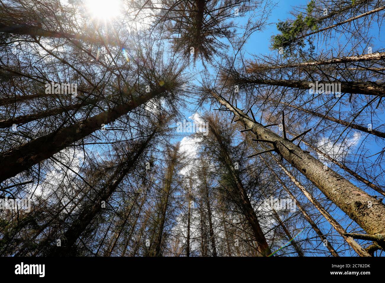 Bonn, North RhineWestphalia, Germany Dying forest in the Kottenforst