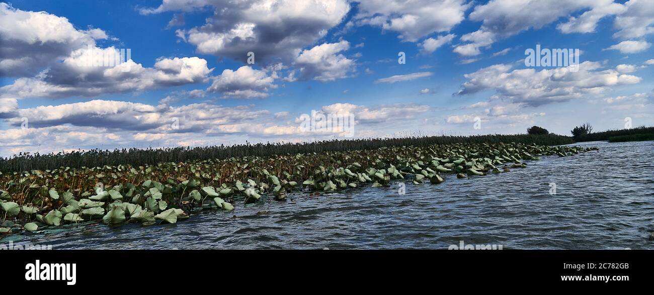 Russia,Astrakhan Oblast,  lotus field in the Volga Delta, in the estuary, Blooming Nelumbo nucifera (aka blue lotus, Indian lotus, sacred lotus, bean of India, and sacred water-lily) Stock Photo