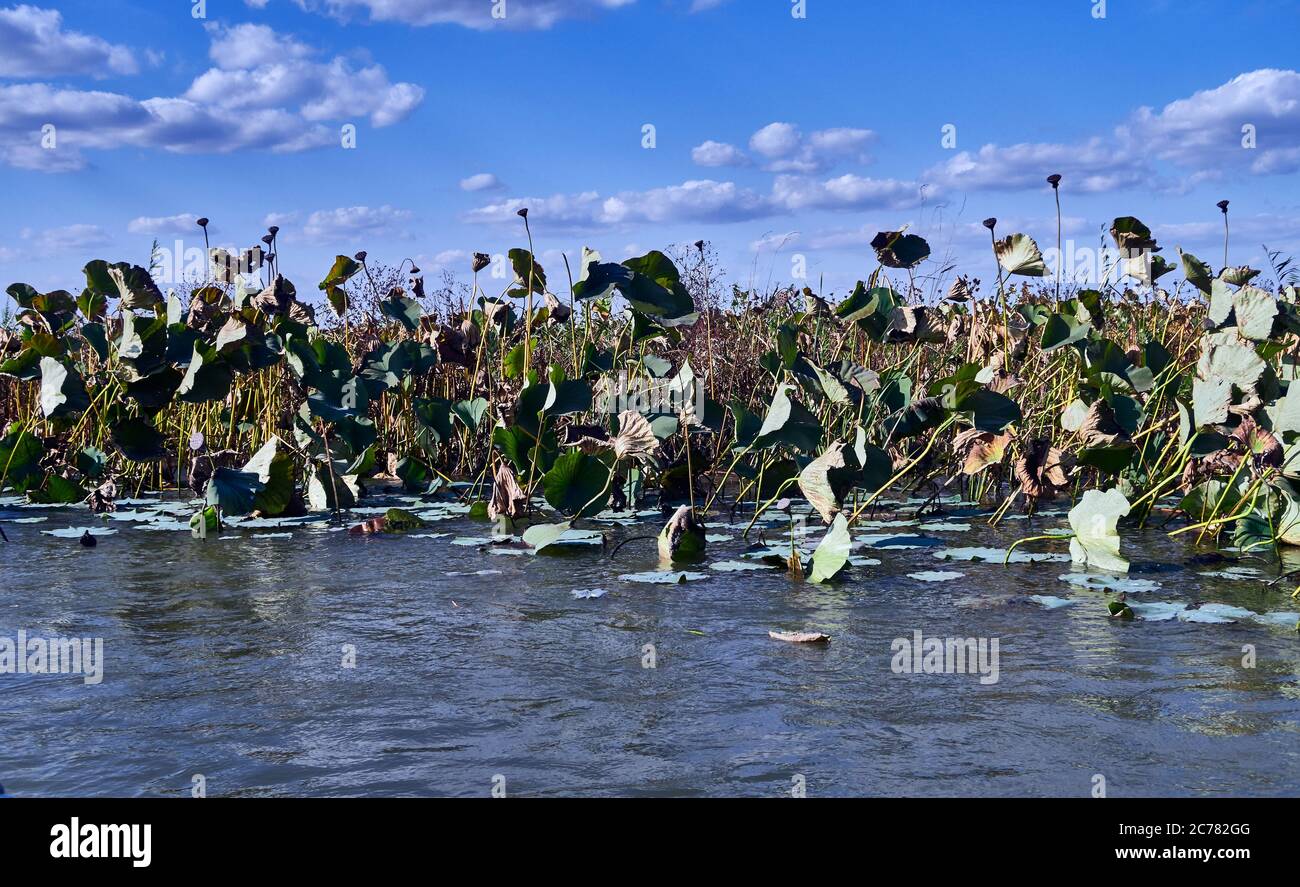 Russia,Astrakhan Oblast, Volga Delta, in the estuary, Blooming Nelumbo nucifera (aka blue lotus, Indian lotus, sacred lotus, bean of India, and sacred water-lily) Stock Photo