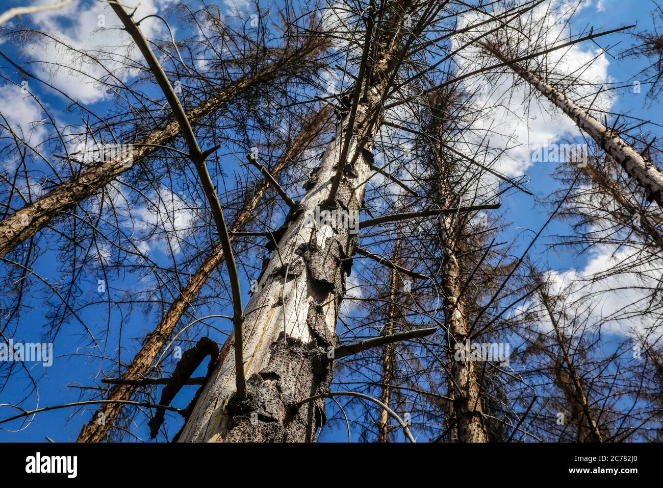 Bark beetle fire damaged trees hi-res stock photography and images - Alamy