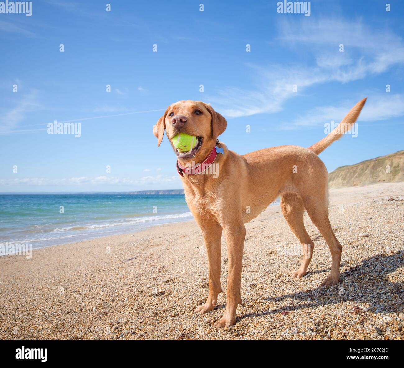 A profile of a happy and healthy yellow Labrador retriever carrying a ball in its mouth during a game of fetch whilst standing on a deserted beach on Stock Photo