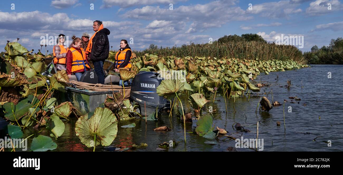 Russia,Astrakhan Oblast, A boat transporting a tourist family in the  lotus field in the Volga Delta, in the estuary, Blooming Nelumbo nucifera (aka blue lotus, Indian lotus, sacred lotus, bean of India, and sacred water-lily) Stock Photo