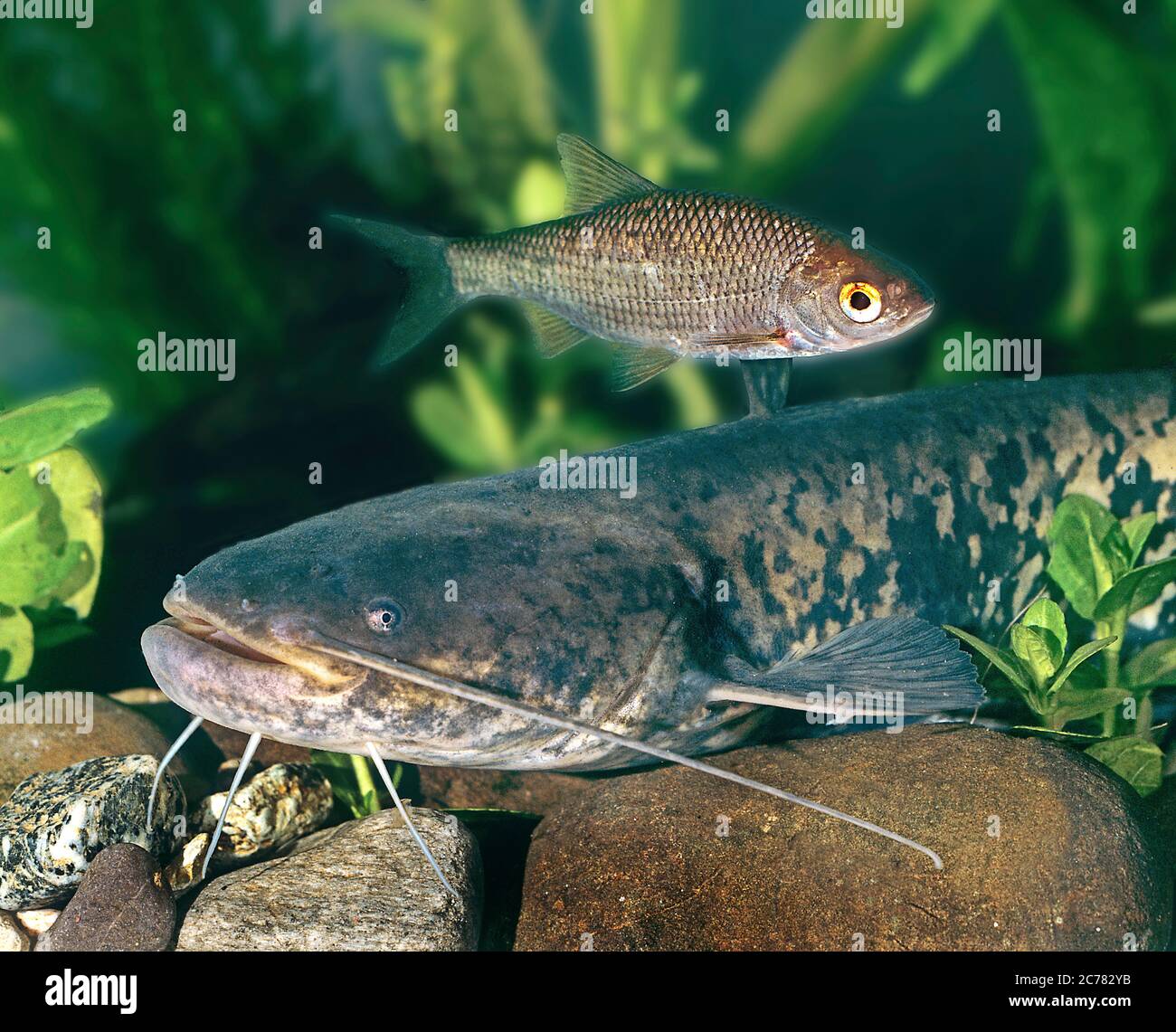 European Catfish, Sheatfish (Silurus glanis) and Roach (Rutilus rutilus) in an aquarium. Germany Stock Photo